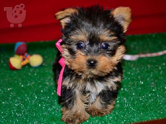PoulaTo: Pedigree  male and female Yorkshire Terrier  puppies for rehoming